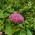 Closeup of a cluster of deep pink flowers