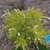 shrub with small golden yellow leaves and tiny white flowers.