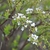shrub with tiny white flowers and yellow-green foliage.
