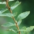 Stem and leaves