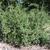Spiraea x vanhouttei