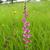 Flowerhead