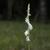 S. lacera flower