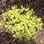 Small, mounded shrub with chartreuse foliage.