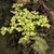 Spirodela polyrhiza