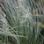 Sparse and airy grass inflorscence.
