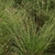 Tuft of green grass.
