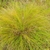 Tuft of golden grass.