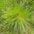 Tuft of green grass.