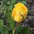 Bud