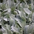 masses of silvery, furry foliage.