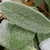 Close-up of leafy with silvery furry hairs.