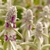 Erect, fuzzy stalks with dense clusters of purple flower buds.