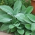 Elegant shoots of broad green leaves with light silvery fuzz.