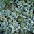 masses of silvery, furry foliage.