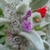 Close-up of purple, 2-lipped flowers among silvery furry leaves