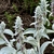Verticillaster dense, false whorl clusters of flowers