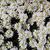 Betonica officinalis subsp. officinalis