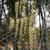Stachyurus praecox