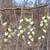 Stachyurus praecox