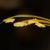 Stamen and anthers in January in Santo Tomas, Mexico