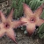 A pair of hairy, starfish-shaped flowers and succulent stems