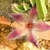 A single hairy, starfish-shaped flowers and succulent stems