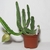 Potted leafless succulent plant with large inflated flower bud