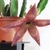 Potted leafless succulent plant with red star-shaped flower