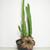 Potted