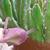Small bud