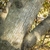 Smooth gray bark with longitudinal fissures
