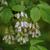 Staphylea trifolia
