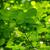 Staphylea trifolia