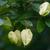 Staphylea trifolia
