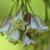 Staphylea trifolia
