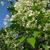 Staphylea bumalda