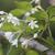 Staphylea bumalda