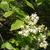 Staphylea colchica