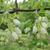 Staphylea colchica