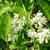 Staphylea colchica
