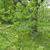 Staphylea colchica