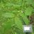 Staphylea colchica