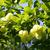 Staphylea pinnata