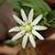 Stellaria pubera