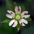 Stellaria corei