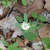 Stellaria corei