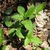 Stellaria corei