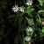 Stellaria corei