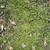 Stellaria media in turf